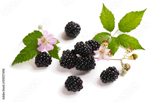 Organic blackberry and blossom