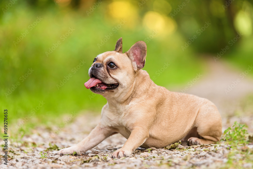 Photo of a French Bulldog