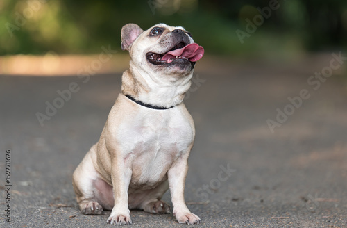 Photo of a French Bulldog