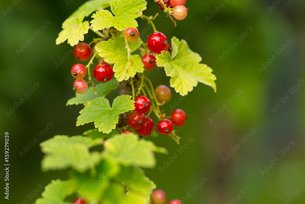 rote Johannisbeere am Strauch rote Johannisbeere am Strauch
