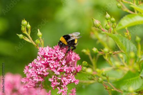 Hummel auf blühendem Strauch