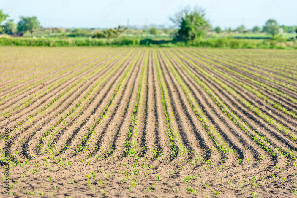 Lines and patterns in farmers field. Small plants beginning to grow. Shallow focus on foreground. Copy space. Lines and patterns in farmers field. Small plants beginning to grow. Shallow focus on foreground. Copy space.