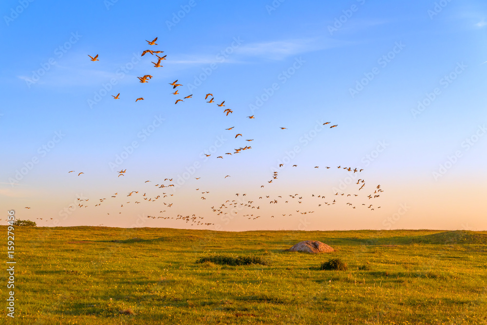 Flock of graylag geese (Anser anser) flying into the sunset. Sunlight makes them look almost orange against the blue sky. Flock of graylag geese (Anser anser) flying into the sunset. Sunlight makes them look almost orange against the blue sky.