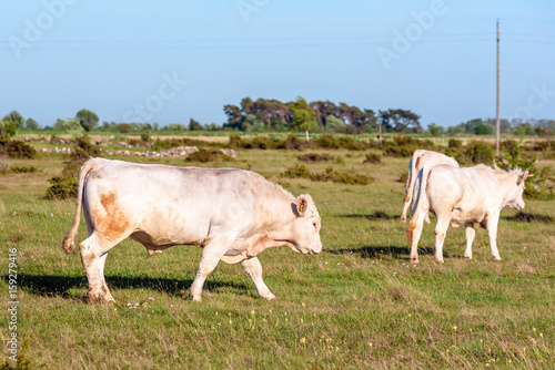 Golden beige steer walking with heifers in barren landscape.