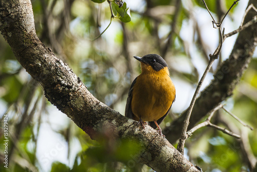 Chorister Robin-Chat