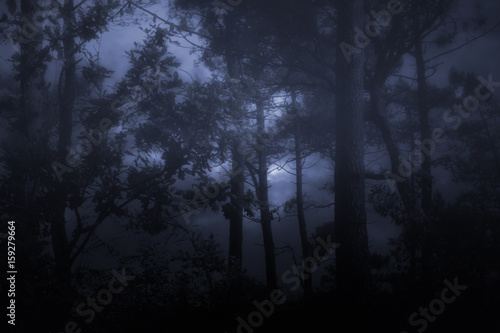 Foggy and dark wooids © Zacarias da Mata
