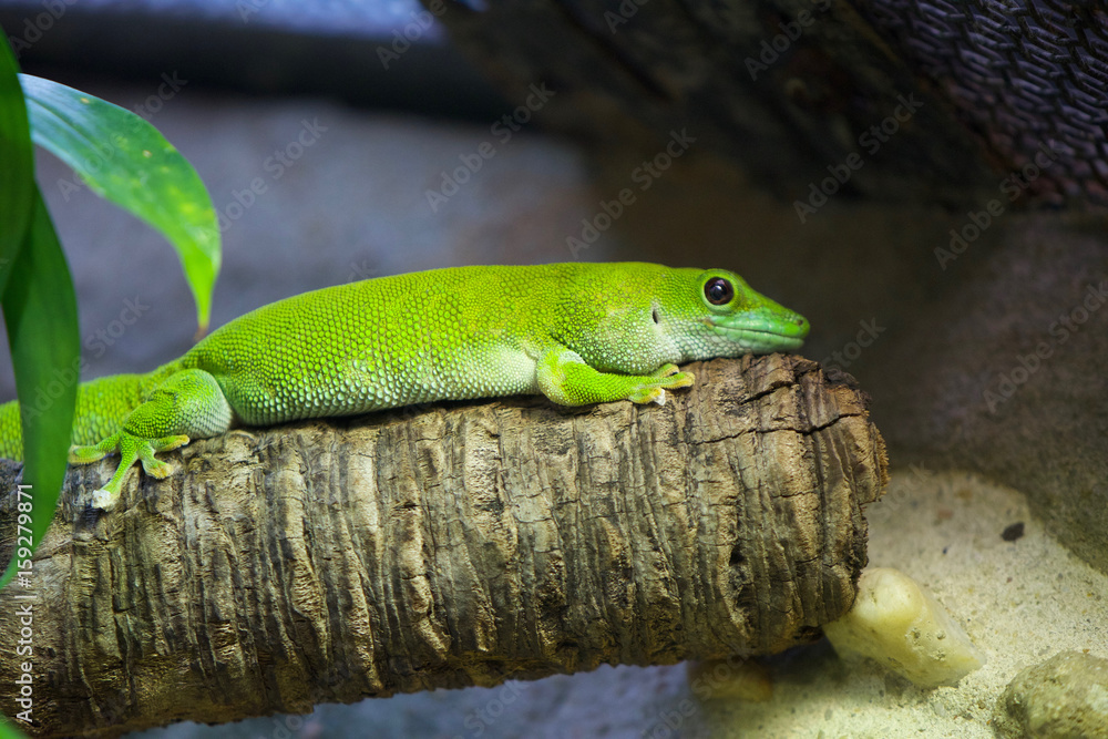 Fototapeta premium Lizard