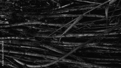 Broken branches black and white background