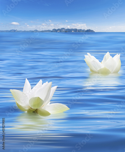 fleurs blanches de lotus sur mer d huile en Tha  lande