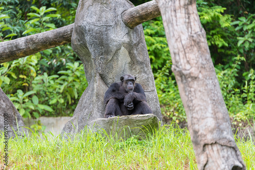 Monkey sit on rock in zoo, monkey with boring face © apisit