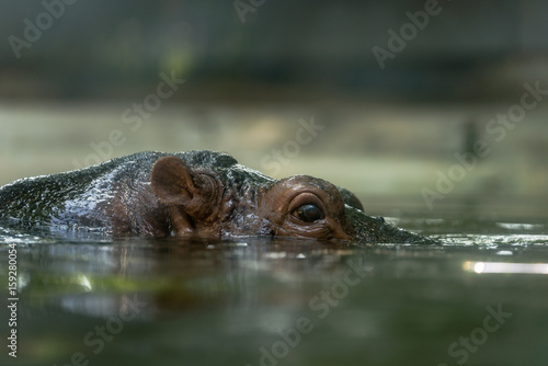 hippopotamus floating in pool, eye of hippopotamus