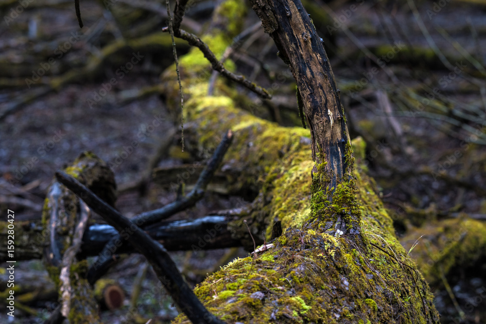 Closeup of a tree trunk on the ground covered by moss Closeup of a tree trunk on the ground covered by moss