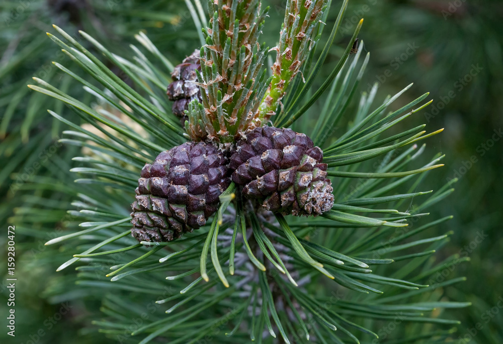 Cones on coniferous tree - Mountain (black) pine. Cones on coniferous tree - Mountain (black) pine.