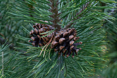 Cones on coniferous tree - Mountain (black) pine.