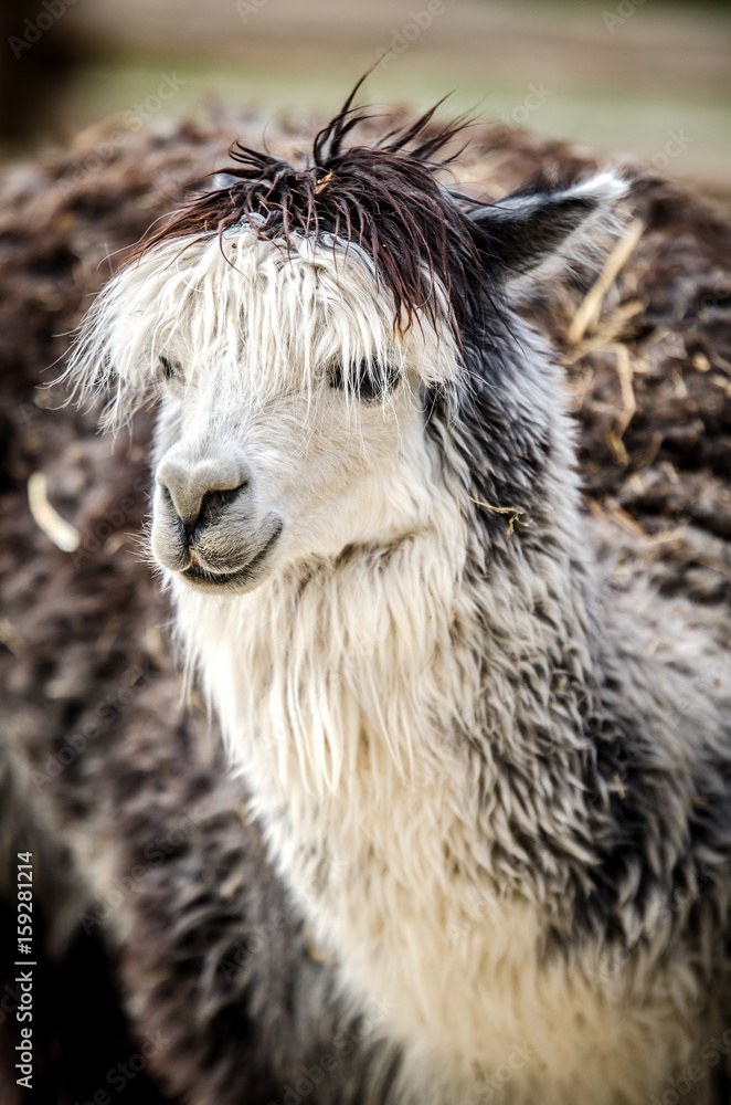 Fototapeta premium Portrait of a beautiful white-gray lama.