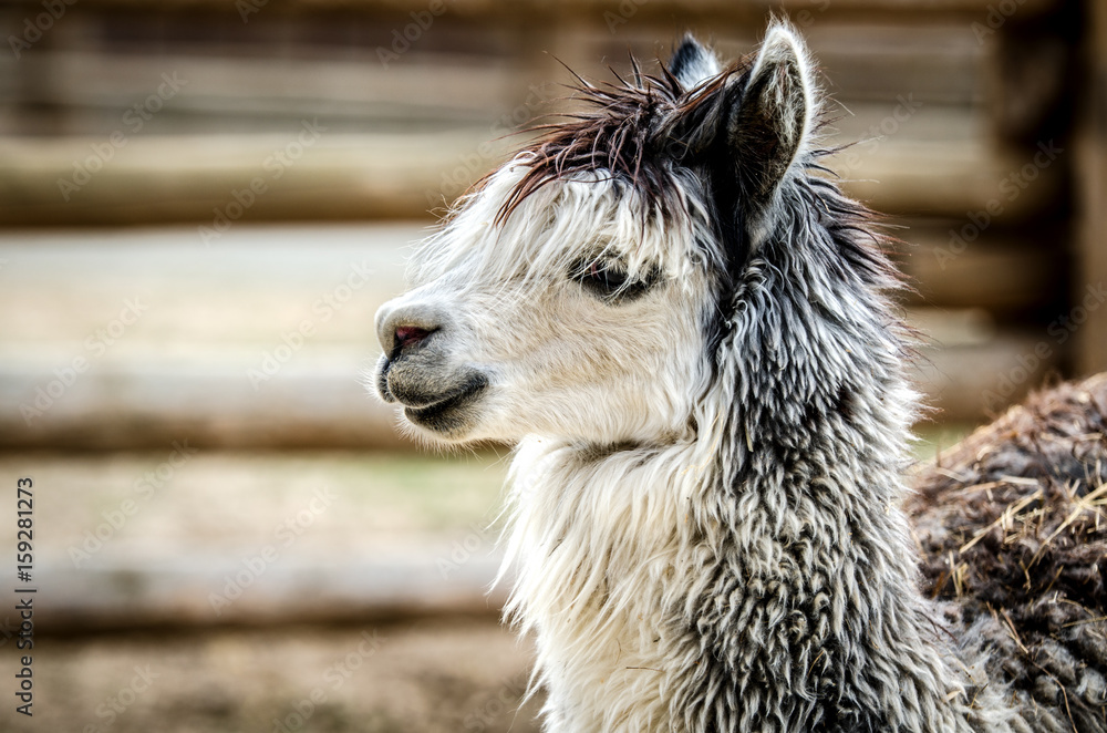 Obraz premium Profile of a gray-white lama.