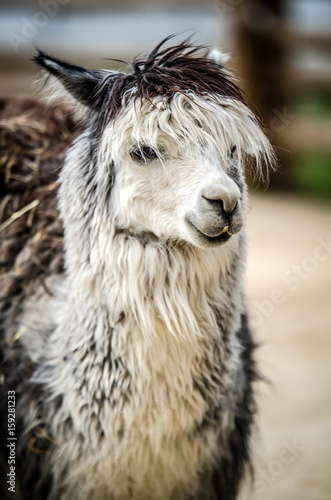 A beautiful white-gray lama looks at the camera. © daria_serdtseva