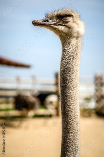 Ostrich with his eyes closed against the background of the farm.