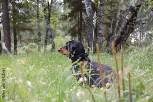 A dachshund in the forest looks into the distance. Summer in the Siberian forest