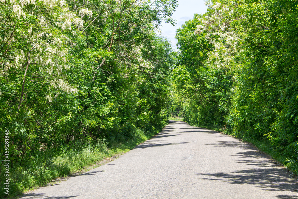 Empty asphalt road through a trees Empty asphalt road through a trees