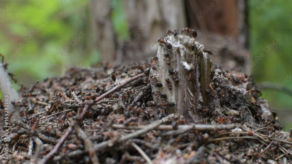 Anthill Anthill
