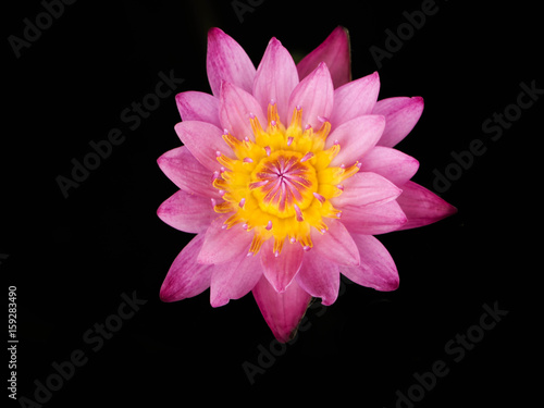 Black background of lotus