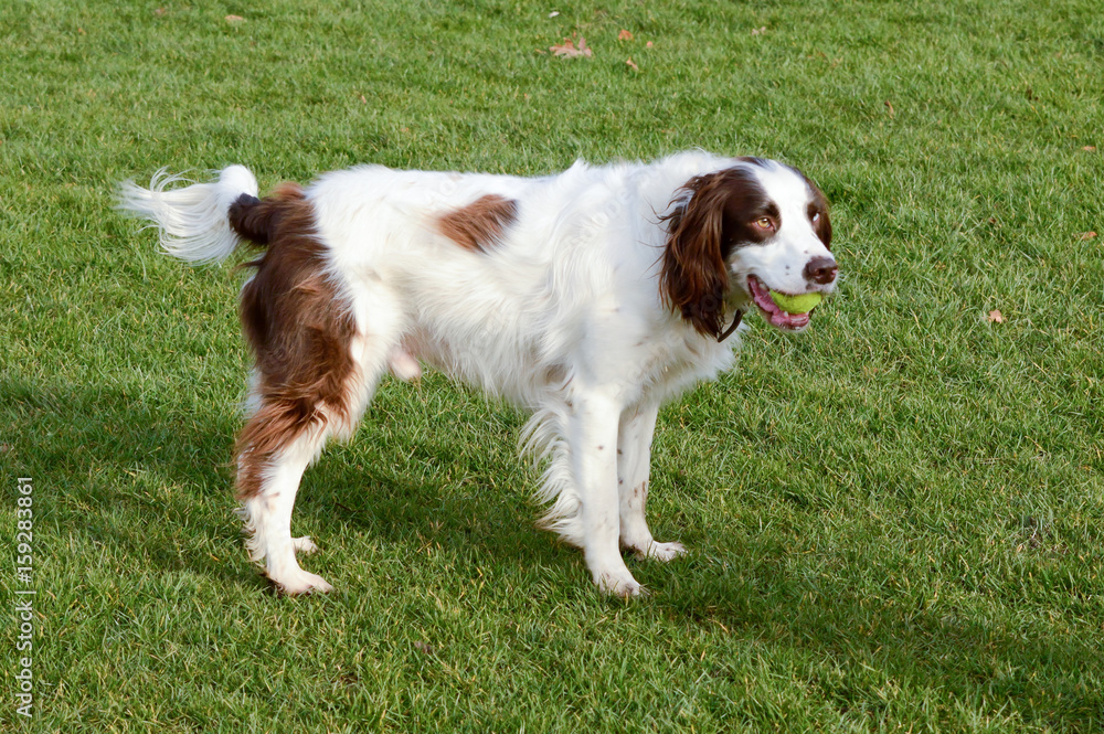 English Springer Spaniel with tennis ball in mouth