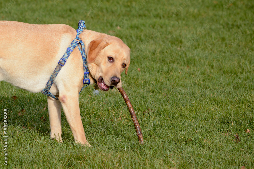 Labrador dog with chewing stick