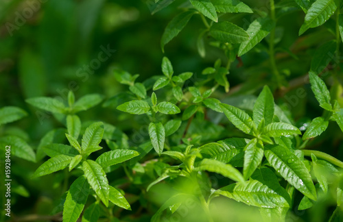 Wallpaper Mural Close-up of Lemon verbena or Louisa grown at greenhouse Torontodigital.ca