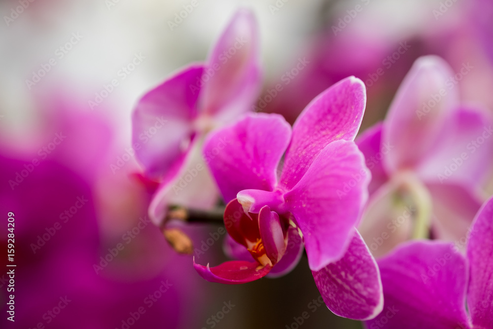 Beautiful orchid flowers grown at greenhouse Beautiful orchid flowers grown at greenhouse