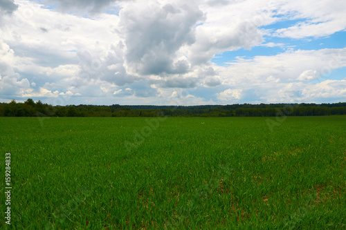 green field young winter wheat