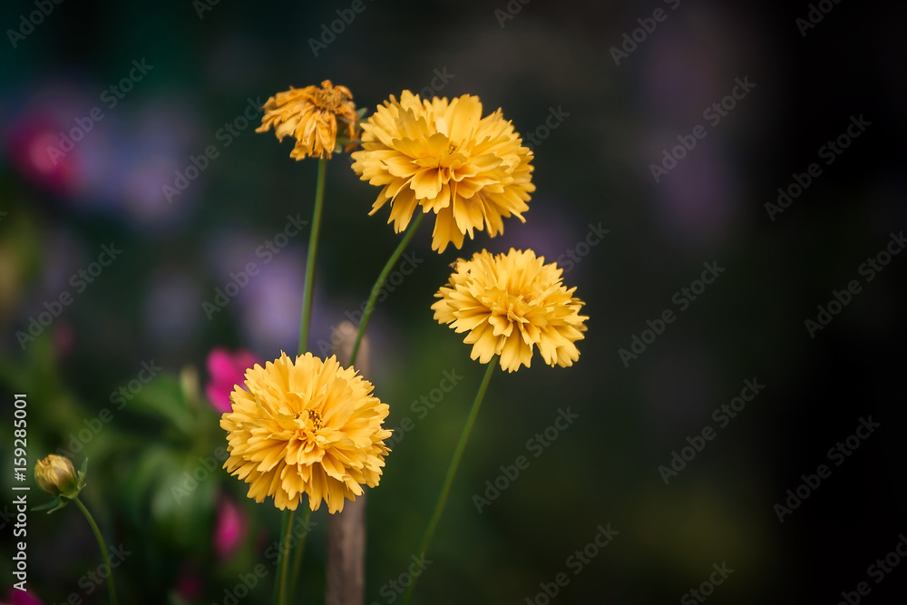 Fototapeta premium Flower