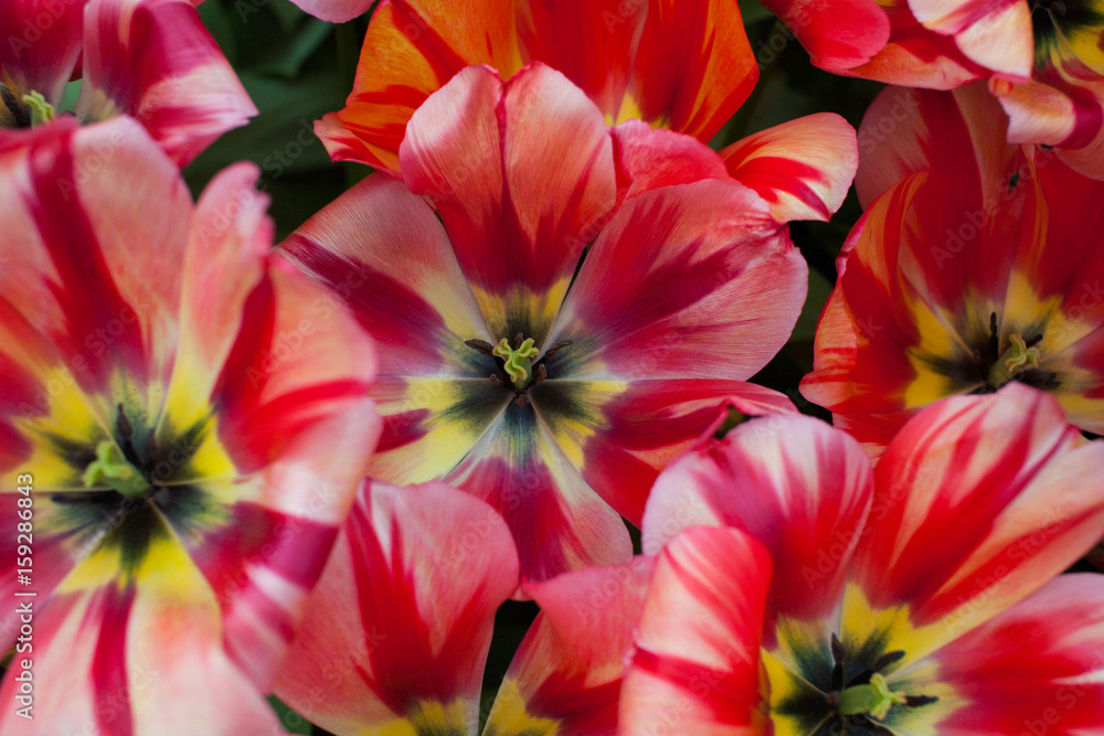 Fototapeta premium Red striped tulips in Keukenhof, Netherlands