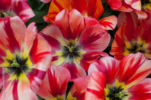 Wallpaper Mural Red striped tulips in Keukenhof, Netherlands Torontodigital.ca