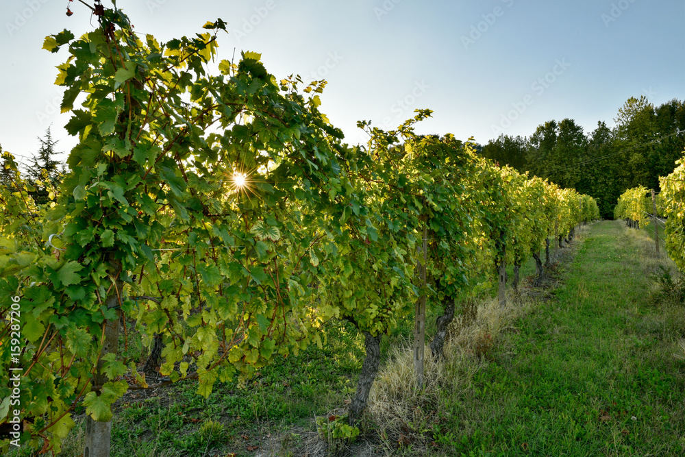 Sun rays through vineyard