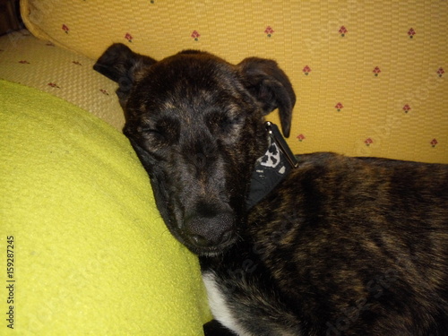 Dog face while sleeping. Adopted dog sleeping in her new home. 