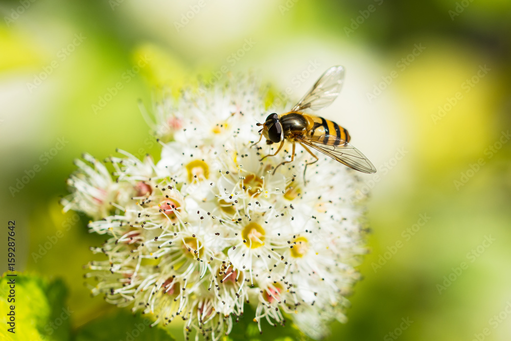 Sweat bee feasting on spirea japonica flower Sweat bee feasting on spirea japonica flower