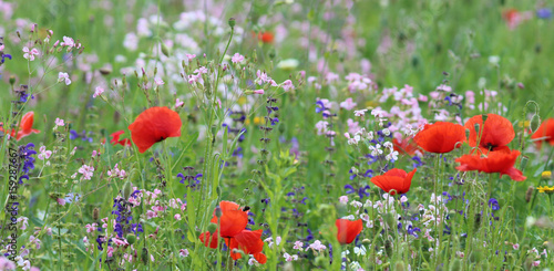 wildflower meadow with corn poppies