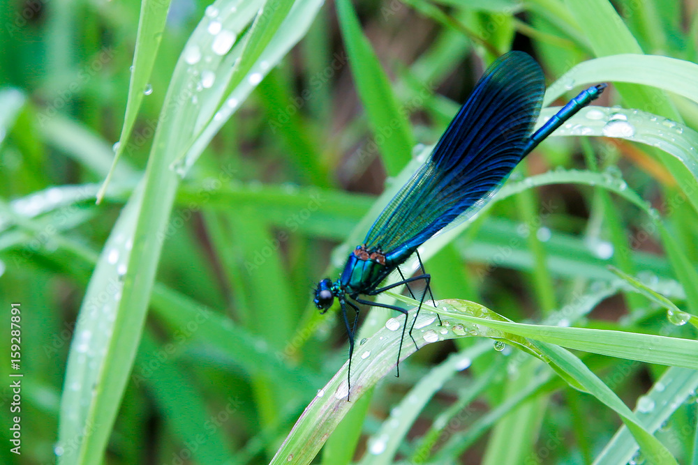 Dragonfly on stems. Calopteryx virgo Linnaeus Dragonfly on stems. Calopteryx virgo Linnaeus