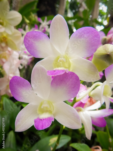 Orchid in Phuket botanic garden © Roman