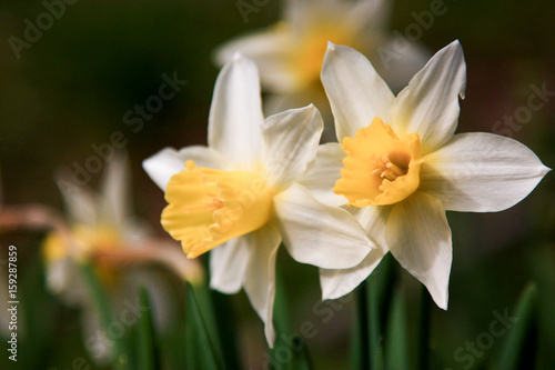 Fototapeta Naklejka Na Ścianę i Meble -  Spring blooming white flower narcissus in closeup
