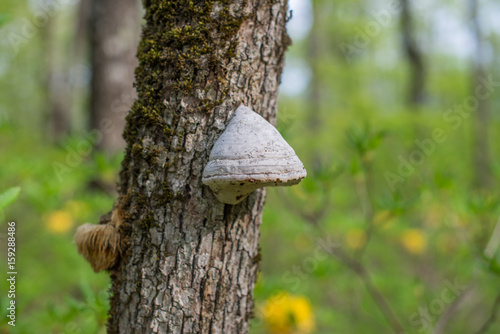 The tinder fungus (fomes fomentarius) on mossy oak.