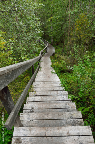 Wooden stairs as a part of hiking trail in a dense forest.