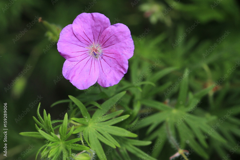 Fototapeta premium Blumen im Garten und Haus