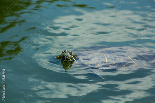 Nashville Turtle Peep