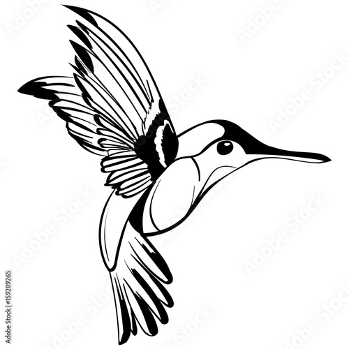 Hand Drawn tattoo sketch Colibri drawing.