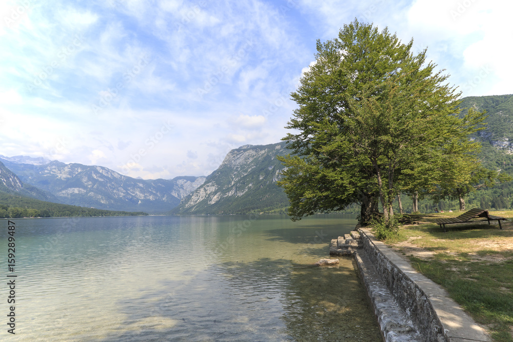 Famous tree on lake Bohinj, a famous destination not far from lake Bled.