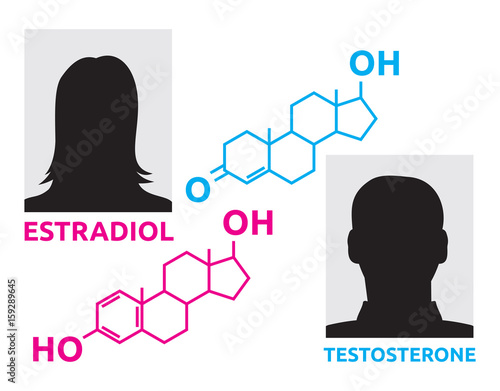 Hormones - estradiol and testosterone