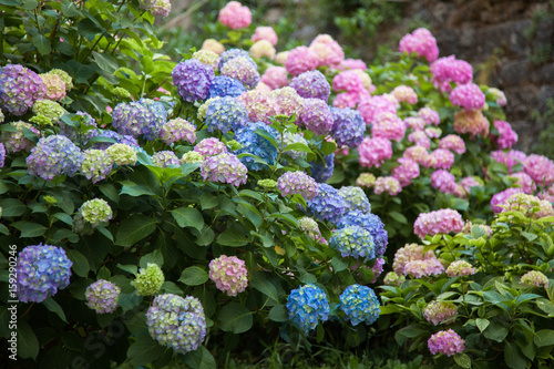 Hydrangea is pink, blue, lilac, violet, purple flowers are blooming in spring and summer at sunset in town garden Fototapet