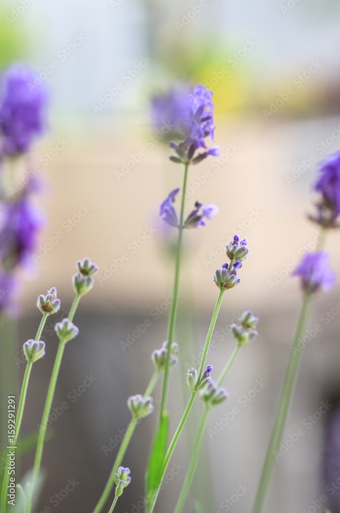 Fototapeta premium ラベンダー